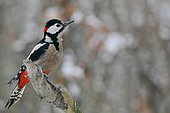 Spotted woodpecker (Dendrocopos major) on a branch, Alsace, France