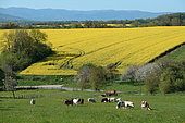 Montbeliarde cows grazing and crops Rape on the plateau of Dambenois, Franche-Comté, France. Vosges Massif off