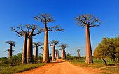 Baobab trees (Adansonia grandidieri), Avenue of the Baobabs, Morondava, Madagascar, Africa