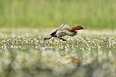 Common Pochard (Aythya ferina) male flying away water among flowers - Dombes, France