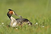 Great Crested Grebe (Podiceps cristatus) giving a pen to his young, Dombes, France