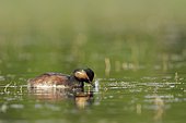 Black-necked Grebe (Podiceps nigricollis) on the water with a feather in its beak, Dombes, France