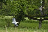 Grey Heron (Ardea cinerea) pursuing a Purple Heron (Ardea purpurea) in flight, Dombes, France