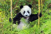 Giant Panda (Ailuropoda melanoleuca),captive, Chengdu Panda Base, Sichuan, China