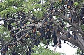 Chauves-souris géantes dormant dans les arbres, attention aux passants.