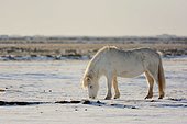 Cheval islandais grattant la neige pour se nourrir.
