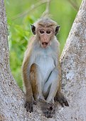 Jeune macaque à toque étonné de nous voir arriver, Sri Lanka.