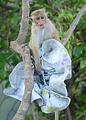 Macaque à toque s'amusant après avoir piqué le parapluie d'un touriste.