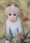 Jeune macaque à toque découvrant le monde, au Sri Lanka.