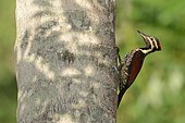Pic du Bengale jouant à cache-cache derrière un arbre en fin de journée, au Sri Lanka.