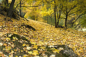 Automne, le sol est couvert de feuilles d’érable. Dans les bois de Molines-en-Queyras vers 1600m d’altitude.