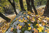feuilles d'érable tapissent le sol dans les prés de Molines-en Queyras, Hautes-Alpes.