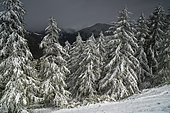 Neige du 15 mai. Les mélèzes déjà verts pour l’été se retrouvent sous la neige tardive. Une éclaircie dans le mauvais temps dans la vallée de Souliers, Château Queyras, Queyras, Hautes-Alpes