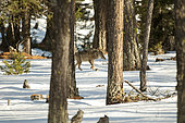 Italian Wolf (Canis lupus italicus) walking in forest, Queyras, Hautes-Alpes, France