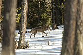Italian Wolf (Canis lupus italicus) walking in forest, Queyras, Hautes-Alpes, France
