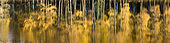 Reflet du mélézin aux couleurs d'automne dans le lac de Roue, Arvieux. Queyras, Hautes-Alpes.