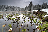 Retour de l'hiver le 15 mai au lac de Roue, Arvieux, Queyras, Hautes-Alpes. Mélange surprenant de neige et de fleurs (trèfles d'eau). Les mélèzes ont déjà leurs épines pour l'été et attrappent facilement la neige.