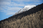Forêt de mélèzes début mai sous la montagne enneigée. Vallée d’Agnel, Queyras, Hautes-Alpes.