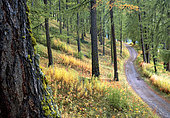 Le chemin des Amoureux à Molines-en-Queyras, Hautes-Alpes, dans la forêt de mélèzes à la fin du mois de septembre. Les épilobes ont déjà leurs couleurs d'automne, les mélèzes commencent à virer.