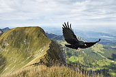 Alpine Chough (Pyrrhocorax graculus), in flight, approaching, Pilatus, Luzern, Canton of Lucerne, Switzerland, Europe