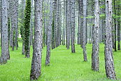 Pine forest of Black Pines, Maravals, Trélissac, Dordogne, France