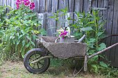 Old wooden wheelbarrow in a garden, hollyhocks and old wooden hut, countryside atmosphere, Dordogne, France.