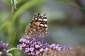 Painted lady (Vanessa cardui) gathering nectar, Doller valley, Alsace, France