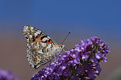 Painted lady (Vanessa cardui) gathering nectar, Doller valley, Alsace, France