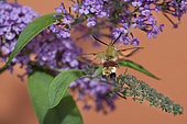 Broad-bordered Bee Hawk-Moth (Hemaris fuciformis) gathering nectar, Doller valley, Alsace, France