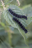 Camberwell Beauty (Aglais io) caterpillar on Nettle (Urtica sp) leaf, Doller valley, Alsace, France