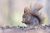 Eurasian red squirrel (Sciurus vulgaris) looking for food, old autumn leaves, Saxony, Germany, Europe
