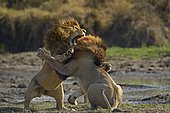 Lions (Panthera leo) fighting, Masai Mara National Reserve, Kenya, Africa
