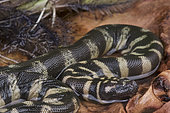 File snake (Acrochordus granulatus), Papua New Guinea