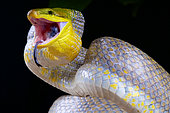 Red-tailed green ratsnake (Gonyosoma oxycephalum), attacking, Indonesia