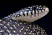 Speckled King Snake (Lampropeltis getula holbrooki), USA