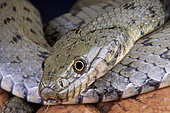 Dice snake (Natrix tessellata), France