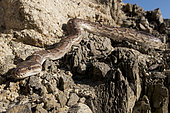 Angola python (Python anchietae), Northern Namibia