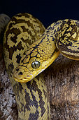 Timor Python (Broghammerus timoriensis) (formally Python timoriensis), Timor Island, Indonesia