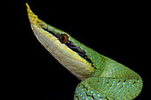 Rhinoceros ratsnake (Gonyosoma boulengeri), (formally Rhynchophis boulengeri), China