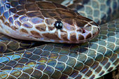 Sunbeam snake (Xenopeltis unicolor), Thailand