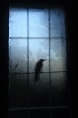 Woodpecker (Dendrocopos major) against a window covered with mist, Hungary