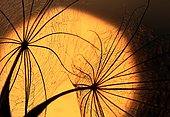 Salsify yield (Tragopogon orientalis) in the light of the setting sun.