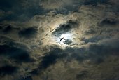 Swan (Cygnus olor) flown among the dark clouds shines through sun