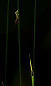 Grasshoppers (Leptophyes albovittata) on a blade of grass, in backlit.
