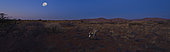 Chacma Baboon (Papio ursinus) walking at dusk under the moon, Kgalagadi, South Africa