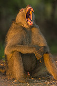 Chacma Baboon (Papio ursinus) yawning at sunrise, Kruger; South Africa