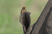 Red-Billed oxpecker (Buphagus erythrorhynchus) on White Rhinoceros (Ceratotherium simum) ear, Kruger, South Africa