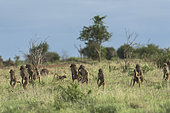 Chacma Baboon (Papio ursinus) syanding group watching, Kurger, South Africa