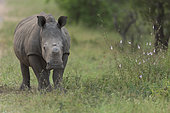 Rhinocéros blanc (Ceratotherium simum) jeune avec la corne coupée, Kruger, Afrique du Sud