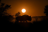 Blue Wildebeest (Connochaetes taurinus) walking on dune at sunrise, Kgalagadi, South Africa